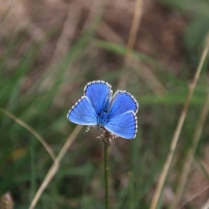 Motyl