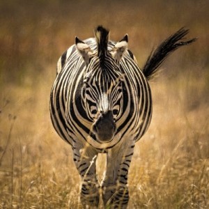 Zebra