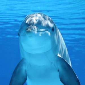 Delfin