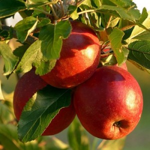 Jabłoń/Wiśnia